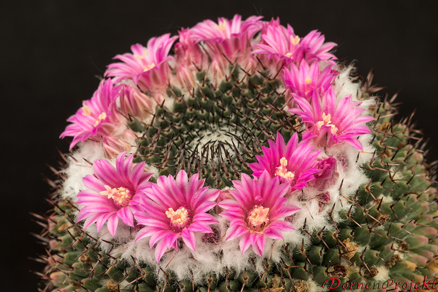 Mammillaria Arten Bestimmen