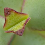 Crassula-arborescens-ssp-undulatifolia-Ripple-Jade ©DornenProjekt