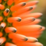 Aloe arbrorescens Knospen ©DornenProjekt