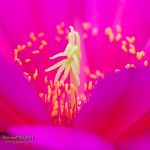 Echinopsis Oberon ©DornenProjekt