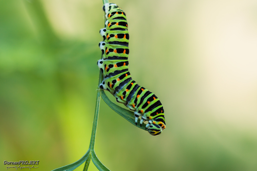 Raupe von Papilio machaon Schwalbenschwanz ©DornenProjekt (Besonders Schmetterlinge)