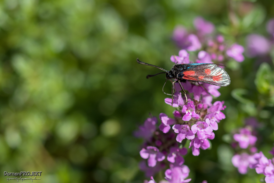 Zygaena filipendulae Blutströpfchen ©DornenProjekt (Besonders Schmetterlinge)