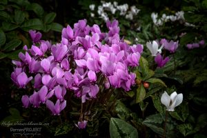 Cyclamen hederifolium ©DornenProjekt
