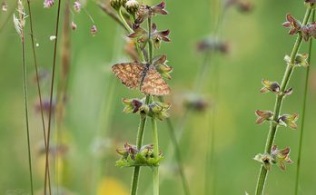 Frühling in der Wiese - Tiere ©DornenProjekt