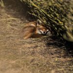 Rotfuchs ©DornenProjekt