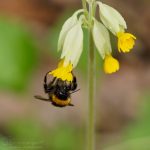 Feldhummel ©DornenProjekt