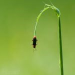 Weichkäfer ©DornenProjekt