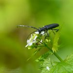 Eichenbock ©DornenProjekt