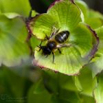 Seidenbiene ©DornenProjekt