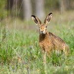 Feldhase ©DornenProjekt