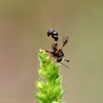 Dickkopffliege ©DornenProjekt