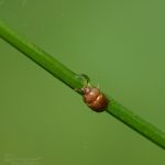 Pilzglanzkäfer ©DornenProjekt