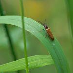 Schnellkäfer ©DornenProjekt