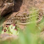 Zauneidechse ©DornenProjekt