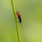 Gemüsewanze ©DornenProjekt