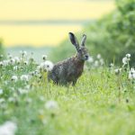 Feldhase ©DornenProjekt