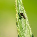 Buckel-Tanzfliege ©DornenProjekt