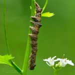 Raupe Schneespanner ©DornenProjekt
