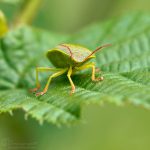 Baumwanze ©DornenProjekt