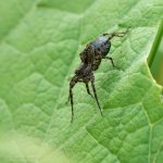 Laufwolf ©DornenProjekt