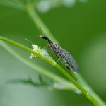 Kamelhalsfliege ©DornenProjekt