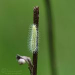 Raupe Windengeistchen ©DornenProjekt