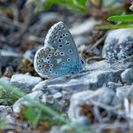 Bläuling ©DornenProjekt