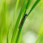 Kamelhalsfliege ©DornenProjekt