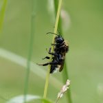 Kuckuckshummel ©DornenProjekt