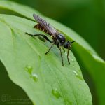 Mordfliege ©DornenProjekt