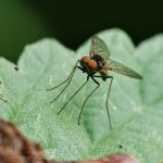 Schnepfenfliege ©DornenProjekt
