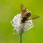 Wespenschwebfliege ©DornenProjekt