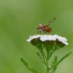 Raupenfliege ©DornenProjekt